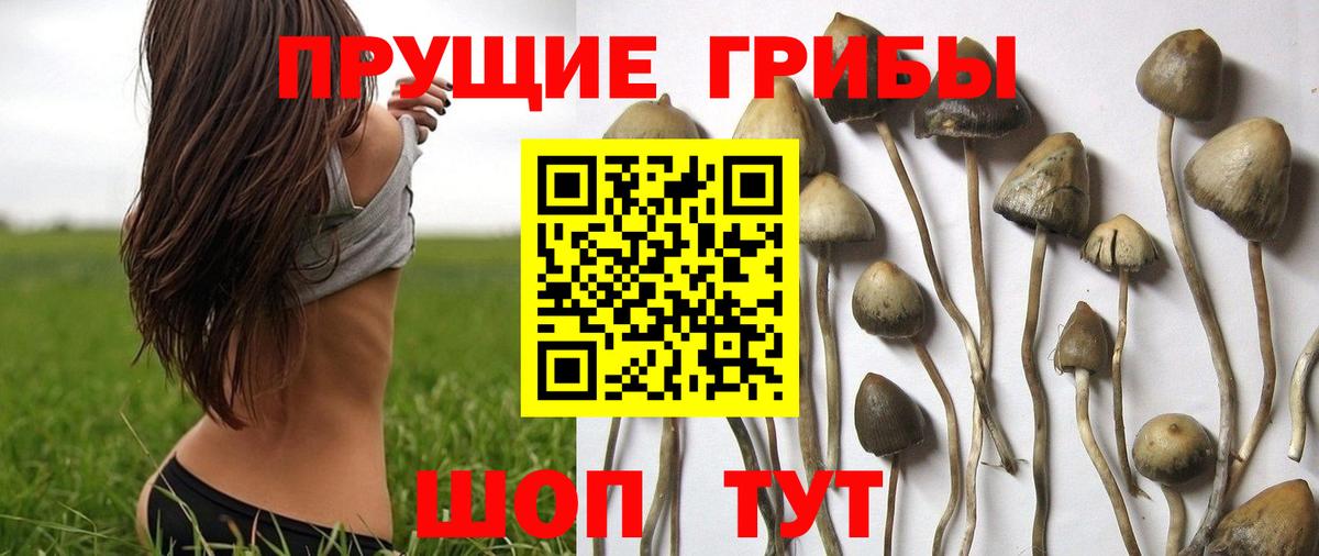 магазин продажи   Вход с VPN  Кропоткин  Галлюциногенные грибы GOLDEN TEACHER 